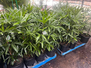 Larger Lady Palms with clusters of green fan-shaped leaves at a nursery